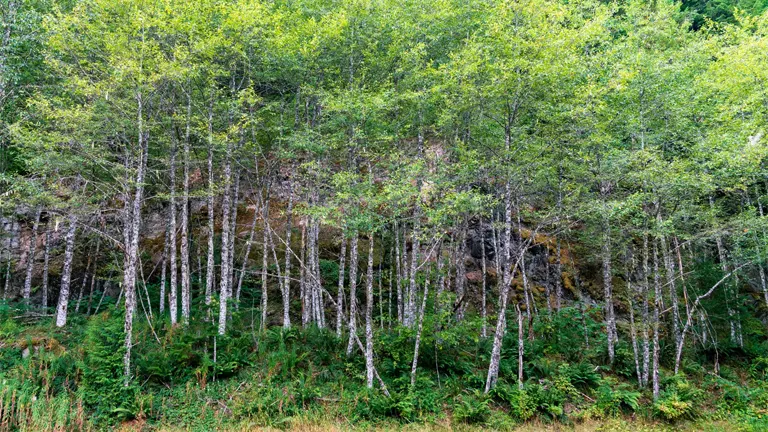 Cluster of Speckled Alder trees with thin, speckled trunks and green foliage.