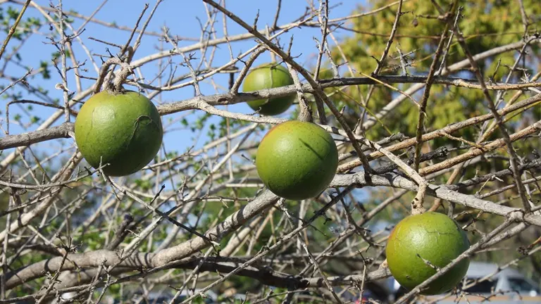 Green fruit hanging on branches of a Black Monkey Orange Tree with sparse foliage.