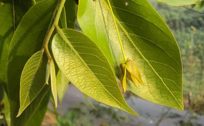 Takalau Tree