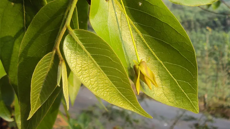 Takalau Tree