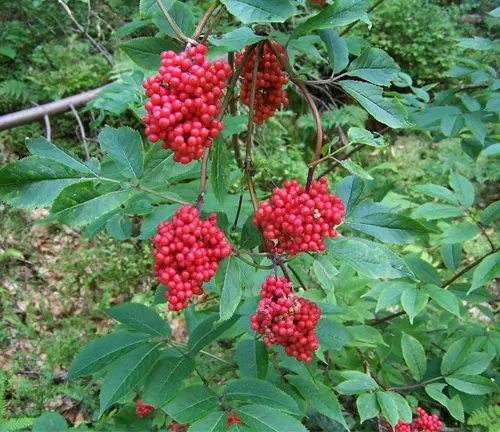 Red elderberry (Sambucus racemosa) branch with bright red berry clusters and green leaves.