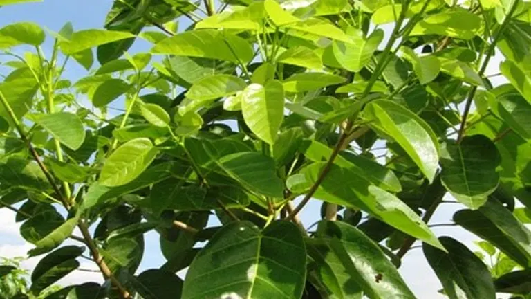 Lush green leaves of the Takalau Tree.