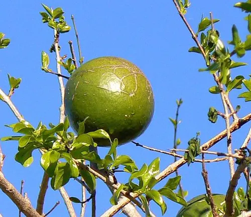 Close-up of green fruit on a Strychnos madagascariensis (True Black Monkey Orange) branch with small green leaves.