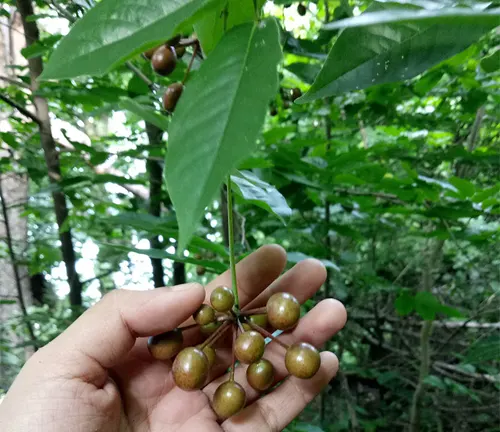 Hand holding Miliusa vidalii branch with fruit.