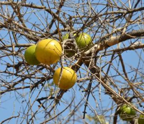 Yellow and green fruit on branches of Strychnos spinosa (Spiny Monkey Orange) with sparse twigs.