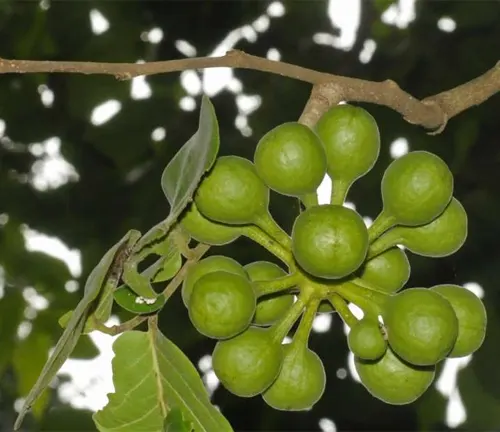 Cluster of green fruit on Miliusa tomentosa branch.