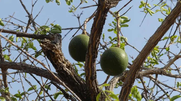 Two green fruits on a Black Monkey Orange Tree with sparse leaves and rugged branches.