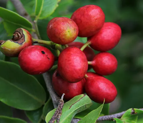 Bright red fruit cluster on Miliusa horsfieldii branch.