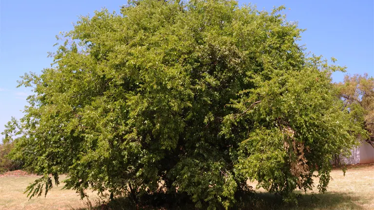 Large Buffalo Thorn Tree with dense green foliage.