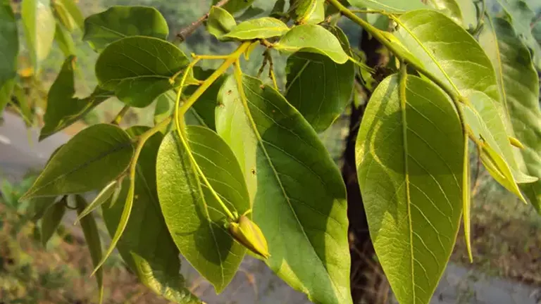 Close-up of Takalau Tree leaves and bud.