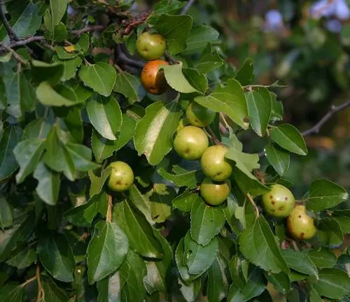 Buffalo Thorn Tree branches with green and ripening fruits.