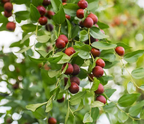 Branches of Chinese Jujube with ripe red fruits.