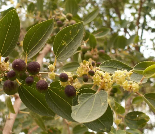 Christ’s Thorn Jujube with yellow flowers and dark berries.