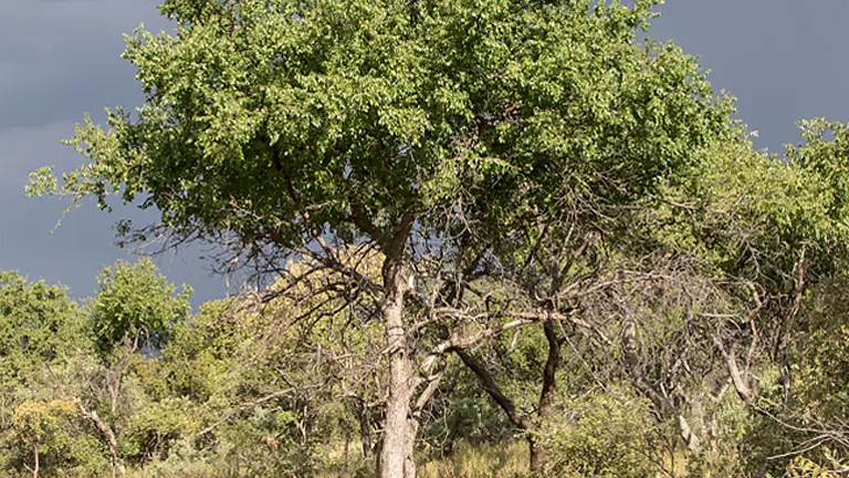 Buffalo Thorn Tree with green foliage in a woodland setting.