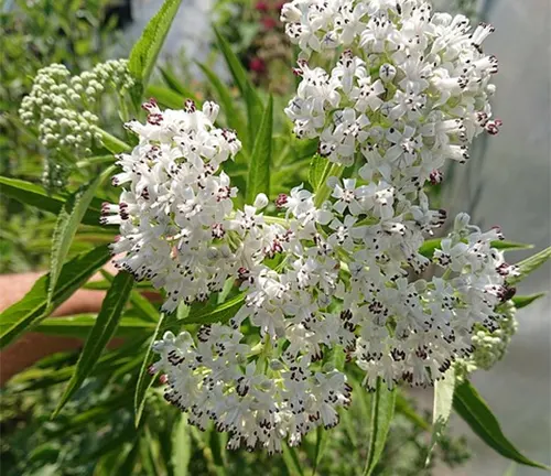 Dwarf elder (Sambucus ebulus) with clusters of small white flowers and narrow green leaves.