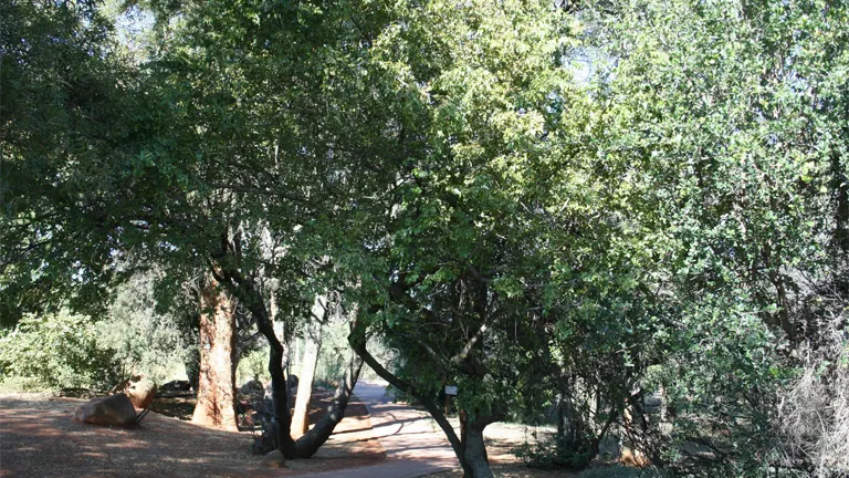 Buffalo Thorn Tree with dense foliage in a shaded area.