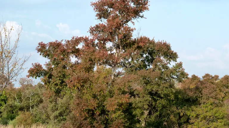 Bushwillow tree with red-tinged foliage in a natural landscape.