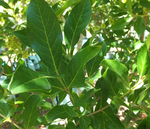 Close-up of Combretum erythrophyllum (River Bushwillow) leaves.