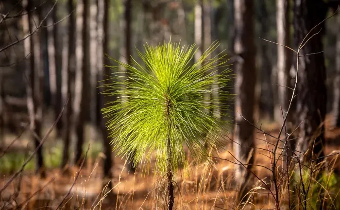 Longleaf Pine Tree