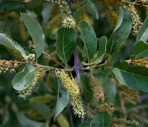 Close-up of Combretum imberbe (Leadwood Bushwillow) leaves and flowering spikes.