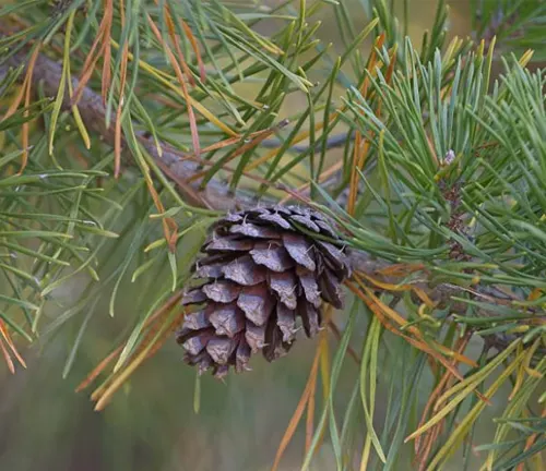 Close-up of a Loblolly Pine cone hanging from a branch with green needles.