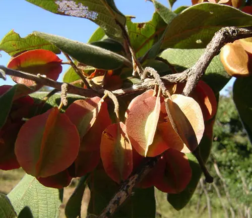 Close-up of Combretum molle (Velvet Bushwillow) with red, winged seed pods.