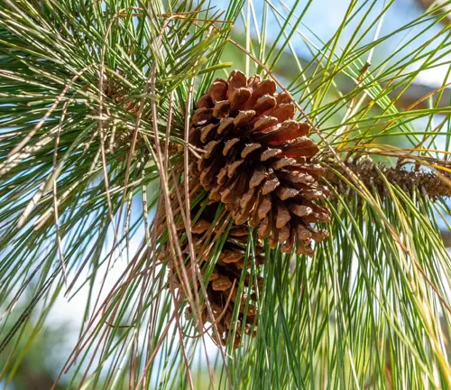 Slash Pine cone with long green needles under sunlight.