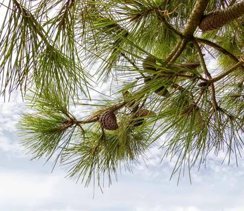 Shortleaf Pine branches with green needles and cones against a cloudy sky.