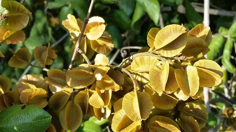 Bushwillow Tree