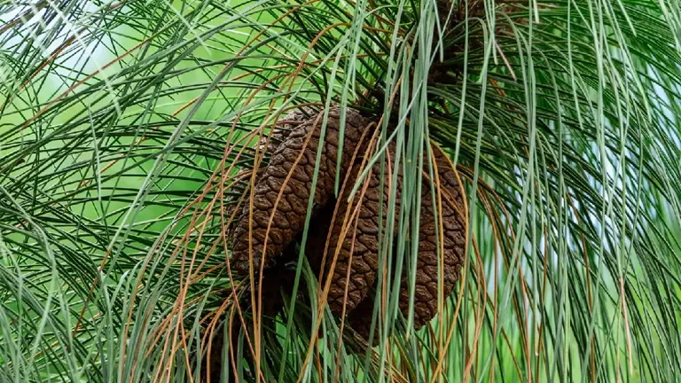 Close-up of Longleaf Pine cones surrounded by long, slender green needles.