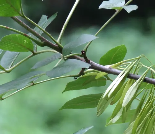 Black Ash (Fraxinus nigra) branch with compound leaves and clusters of elongated seeds.