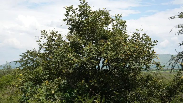 A Markhamia tree with bright yellow, trumpet-shaped flowers and pinnate leaves.