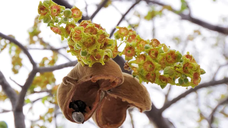 Common Star Chestnut Tree