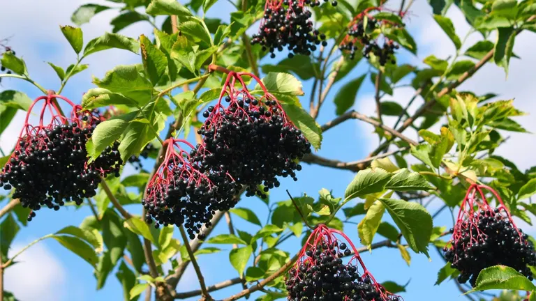 Elderberry tree with clusters of ripe black berries and green leaves against a blue sky.