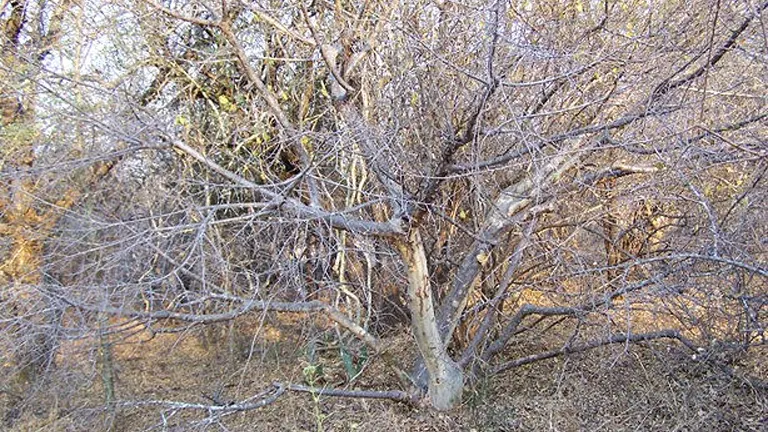 Leafless Common Star Chestnut Tree with dense, spreading branches in a dry forest setting.