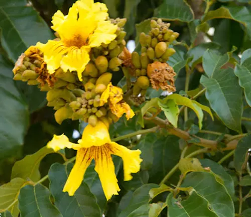 Bright yellow trumpet-shaped flowers of Markhamia lutea with pinnate green leaves