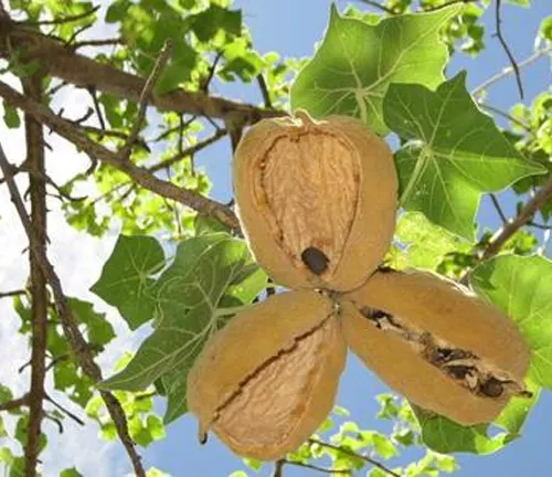 Open seed pods of Sterculia Africana with green lobed leaves against a blue sky.