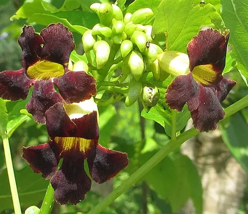 Dark maroon flowers of Markhamia zanzibarica with yellow throats, surrounded by green buds and leaves.