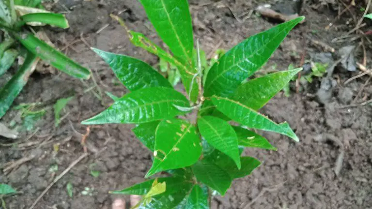 Young Philippine Dagang Tree with glossy, elongated green leaves growing in soil.