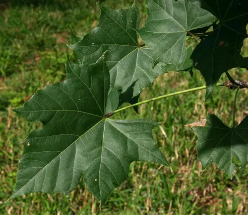 Large, dark green lobed leaves of Sterculia Appendiculata.