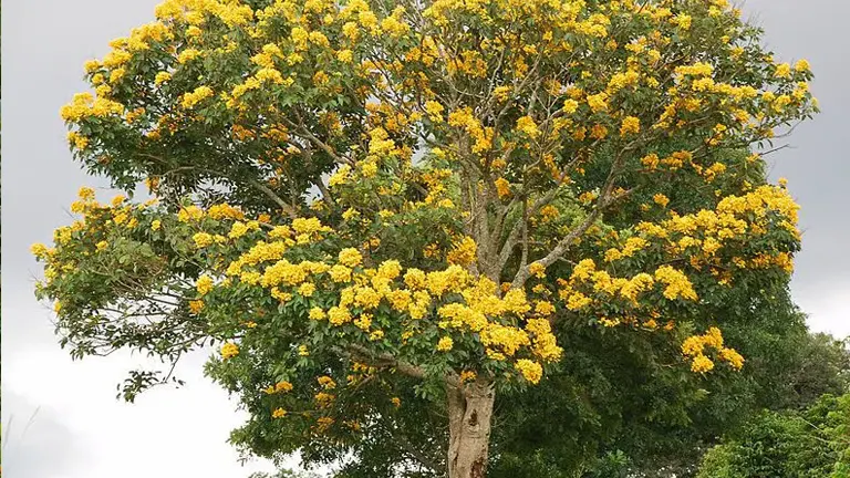 A fully grown Markhamia tree with bright yellow flowers covering its canopy and a sturdy trunk.