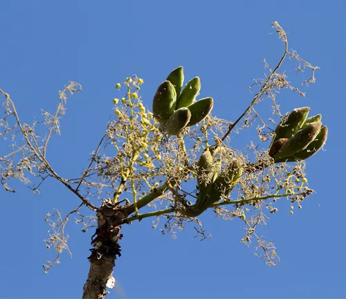 Green seed pods and sparse branches of Sterculia Quinqueloba against a clear blue sky.