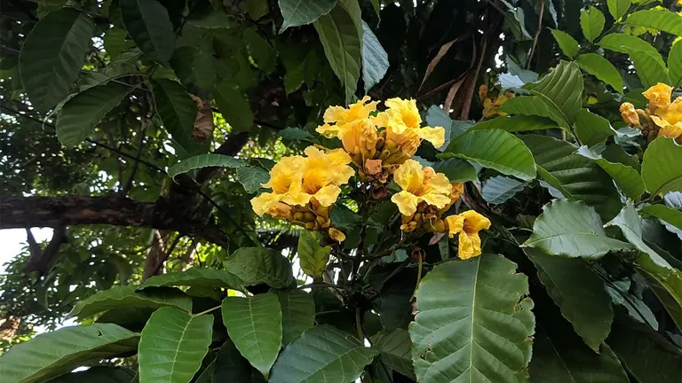 A fully grown Markhamia tree with bright yellow flowers covering its canopy and a sturdy trunk.