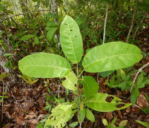 Young Anisoptera thurifera with broad green leaves showing signs of insect damage.