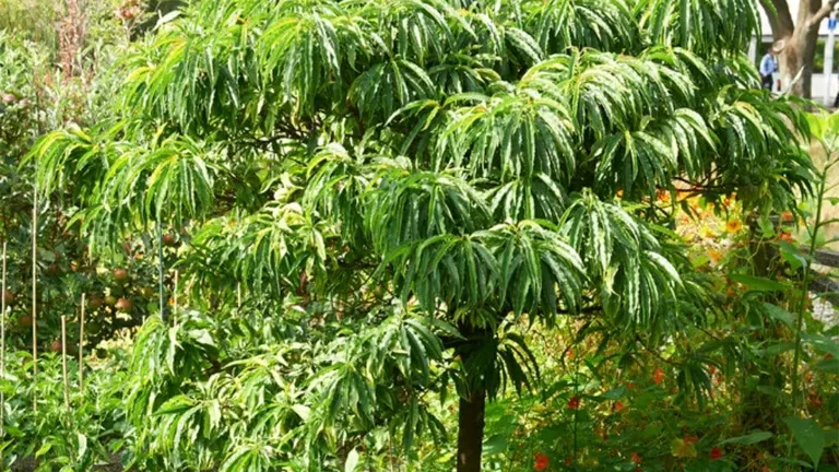 Lush green foliage of the Common Star Chestnut Tree in a garden setting.