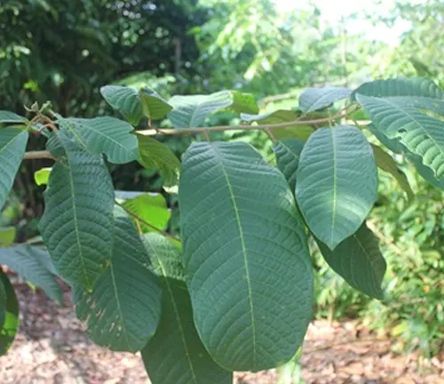 Branch of Anisoptera marginata with large, textured green leaves.