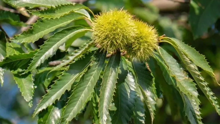 Spiky green seed pods and glossy leaves of the Common Star Chestnut Tree.