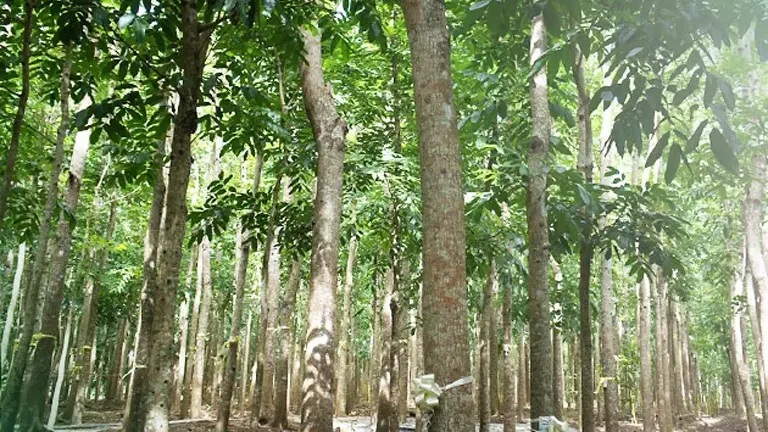 Forest of mature Philippine Dagang Trees with tall, straight trunks and dense green foliage.