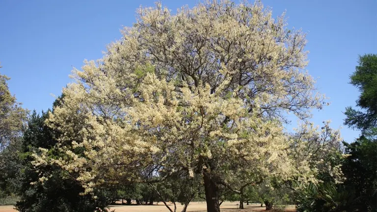 Blooming Knob Thorn Tree with light-colored flowers against a clear sky.