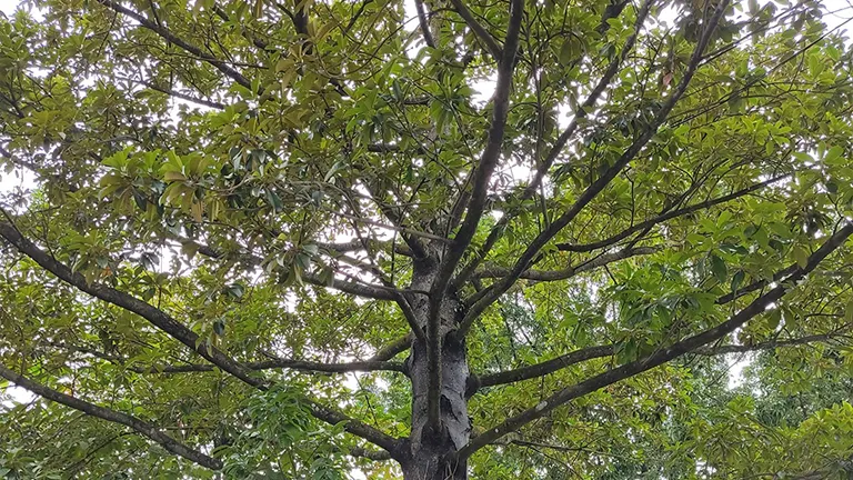 Canopy of a Philippine Dagang Tree with branching limbs and dense green foliage.